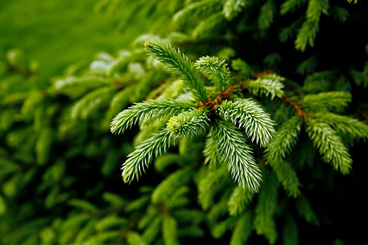 Taunus Weihnachtsbaum Landpartie.de